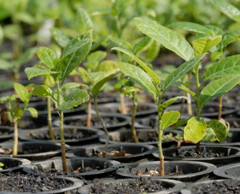 Espécies Pioneiras e Sucesso no Fechamento Vegetal
