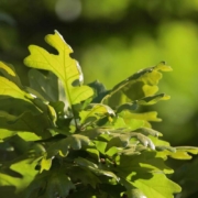 A Importância do Monitoramento Pós-Plantio