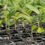 Espécies Pioneiras e Sucesso no Fechamento Vegetal