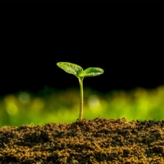 Impacto de Caminhões na Germinação em Áreas de Corte