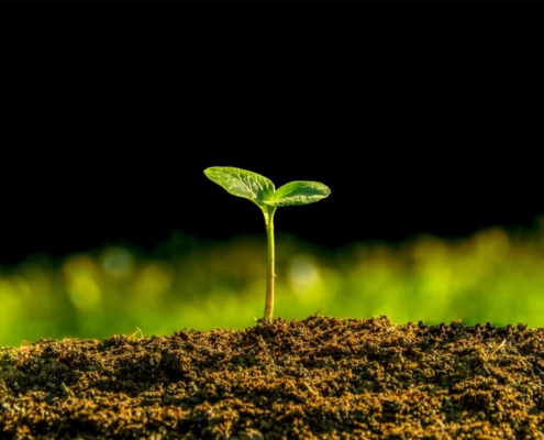 Impacto de Caminhões na Germinação em Áreas de Corte
