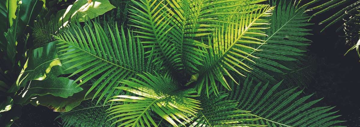 Espécies tolerantes à seca e calor para revegetação sustentável