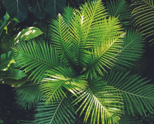 Espécies tolerantes à seca e calor para revegetação sustentável