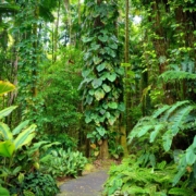 Manutenção Pós-Revegetação