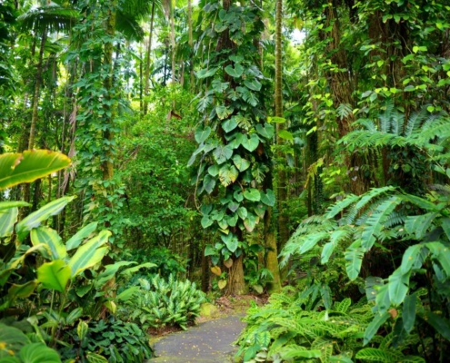 Manutenção Pós-Revegetação