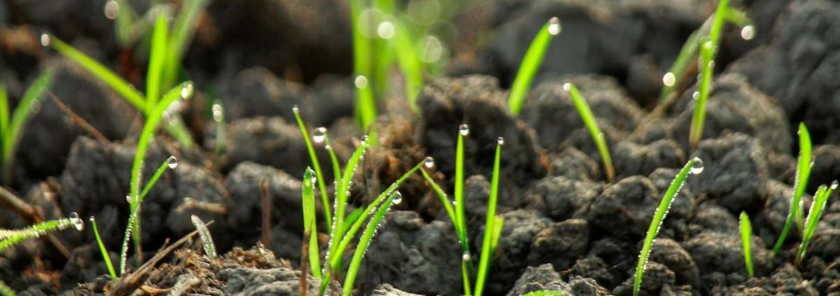 Revegetação em rodovias e ferrovias