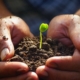 Como escolher a revegetação ideal para cada terreno